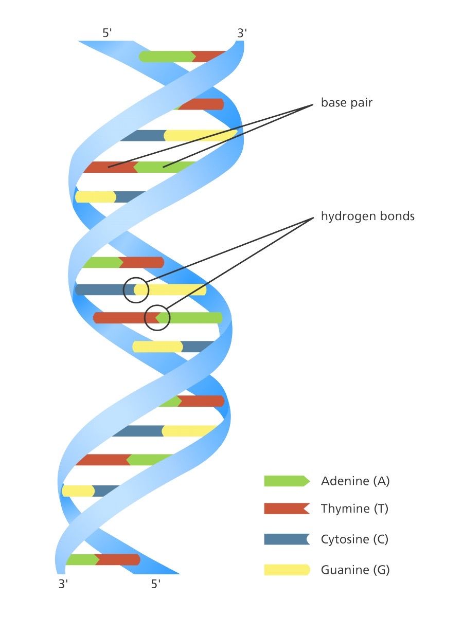 Dna_double_helix_yourgenome - Casa De Valentina